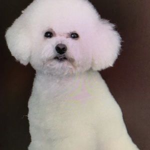 Meet your Posher, Marcelo